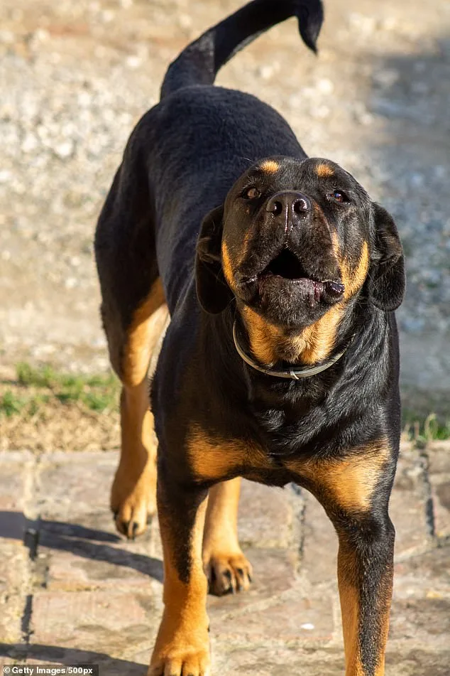Kind-Hearted Teen Drew Nickerson Killed in Brutal Dog Attack; Community Honors His Memory