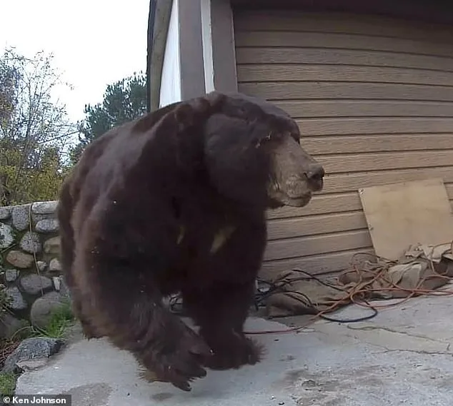 Exclusive Insight: Homeowner's Secret Battle with Rogue Bear Revealed