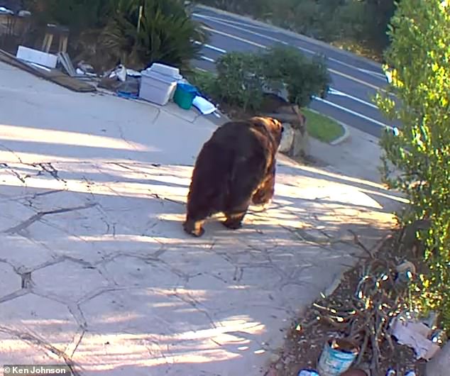Exclusive Insight: Homeowner's Secret Battle with Rogue Bear Revealed