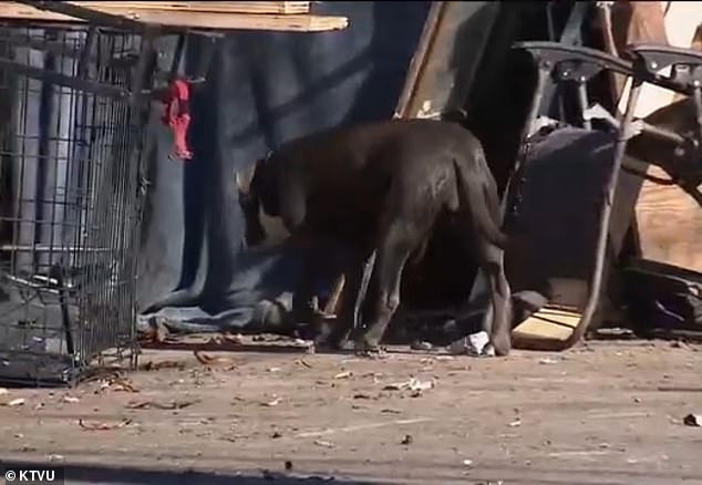 Alarming Surge in Rare Tropical Disease Threatens Homeless Encampments in Berkeley as Officials Sound Alarm and Experts Warn of Public Health Crisis