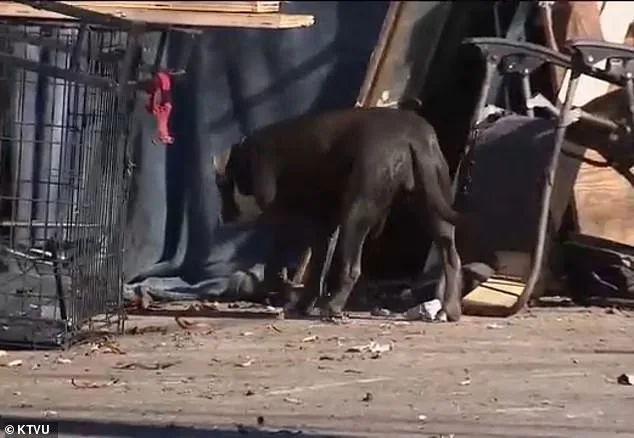 Alarming Surge in Rare Tropical Disease Threatens Homeless Encampments in Berkeley as Officials Sound Alarm and Experts Warn of Public Health Crisis