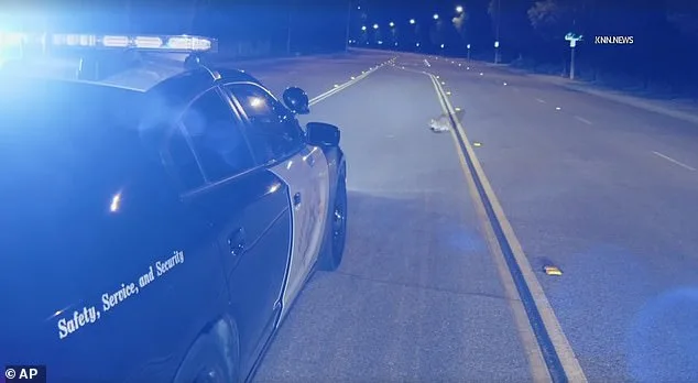 Six-Month-Old Mountain Lion Cub Found Motionless on Los Angeles Road