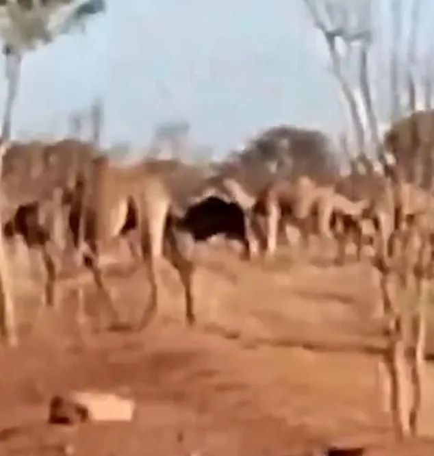 Thousands of Feral Camels Invade Australian Town of Mount Liebig in Search of Water Amid Record Heat