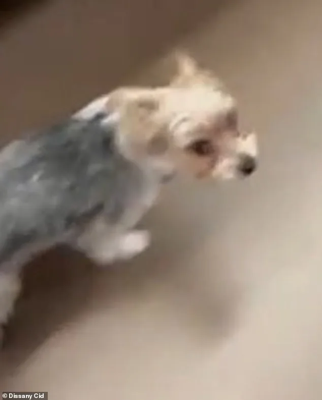 Florida Teenagers' 'Door-Kick Challenge' Trend Results in Dog's Death