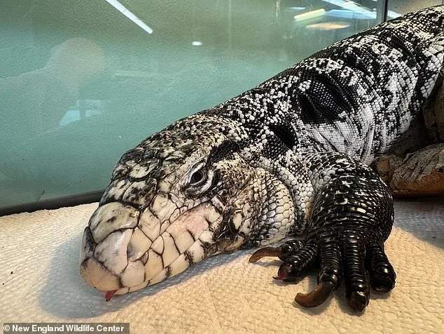 Rhode Island Resident Rescues Exotic Tegu Lizard from Deep Snow, Unearthing a Rare Discovery