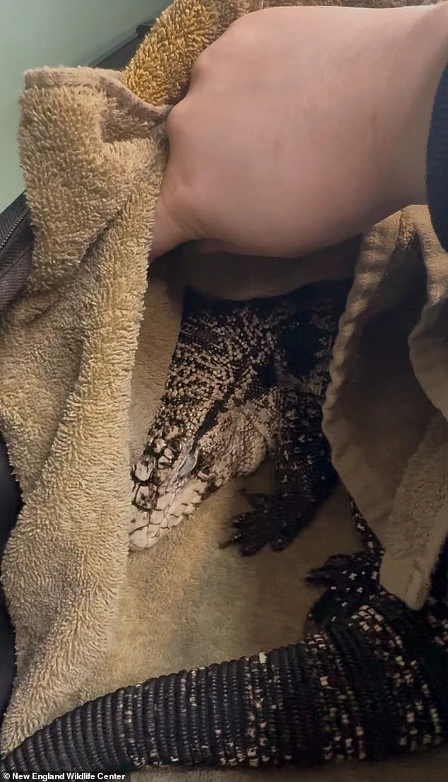 Rhode Island Resident Rescues Exotic Tegu Lizard from Deep Snow, Unearthing a Rare Discovery