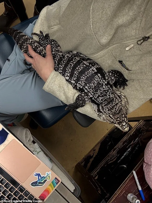 Rhode Island Resident Rescues Exotic Tegu Lizard from Deep Snow, Unearthing a Rare Discovery