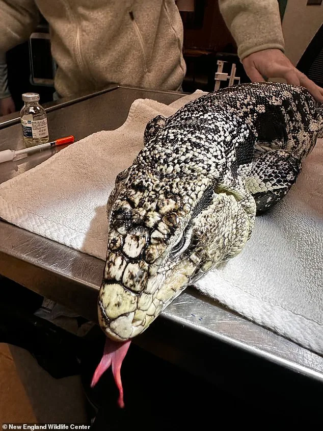 Rhode Island Resident Rescues Exotic Tegu Lizard from Deep Snow, Unearthing a Rare Discovery