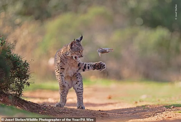 Wildlife Photographer of the Year Finalists: Public Votes for Nature's Most Captivating Stories