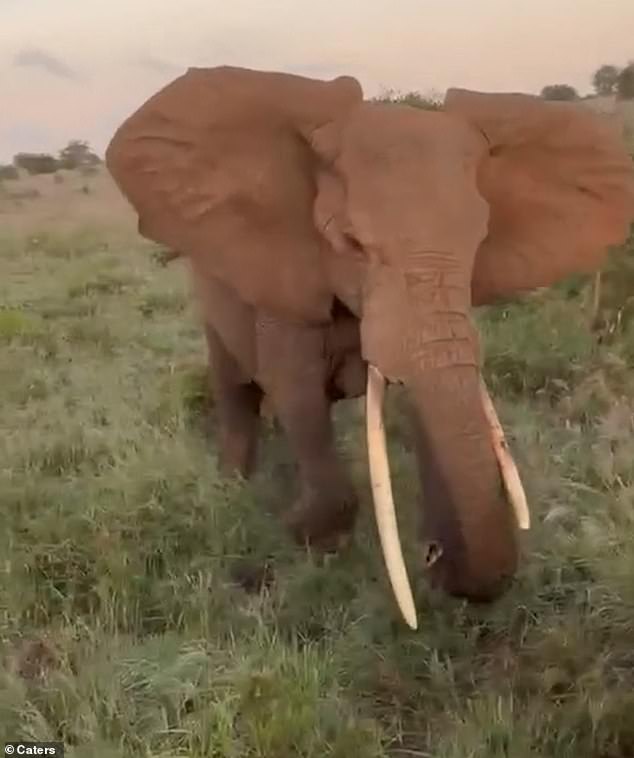 Calm Before the Storm: The Heart-Stopping Moment a Safari Turns Deadly