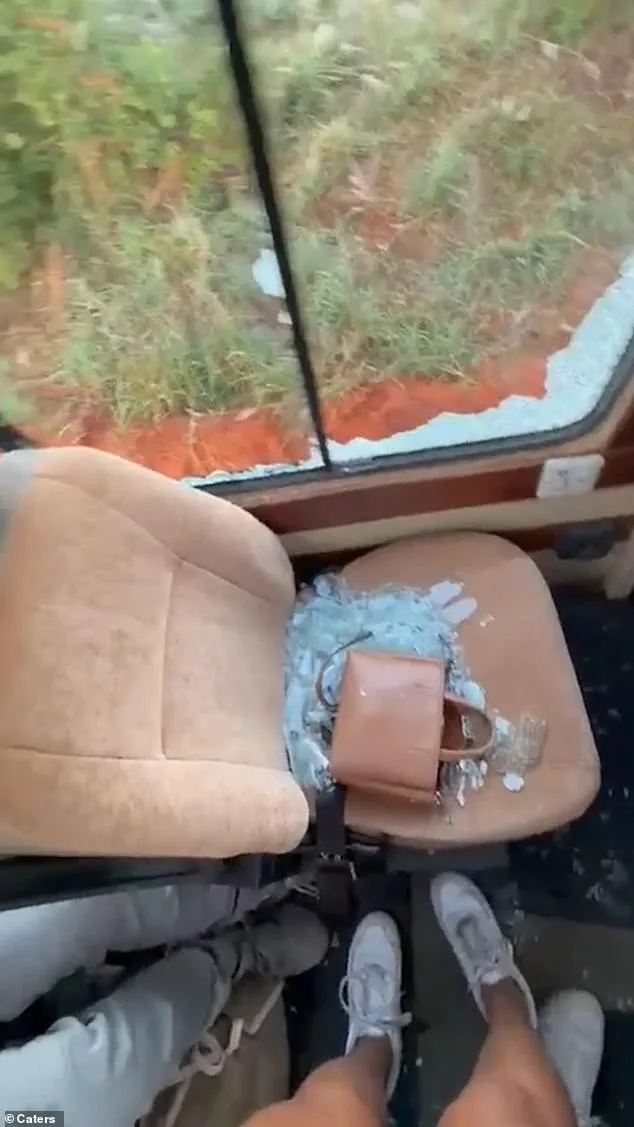 Calm Before the Storm: The Heart-Stopping Moment a Safari Turns Deadly
