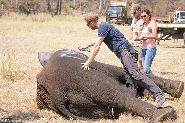 Chad's Environment Ministry Accuses Prince Harry's African Parks Charity of Neocolonialism and Failing Conservation Promises, Ending 15-Year Partnership