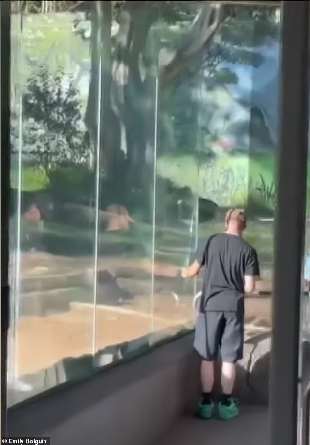 Exclusive: Inside the San Diego Zoo's Secret Gorilla Incident