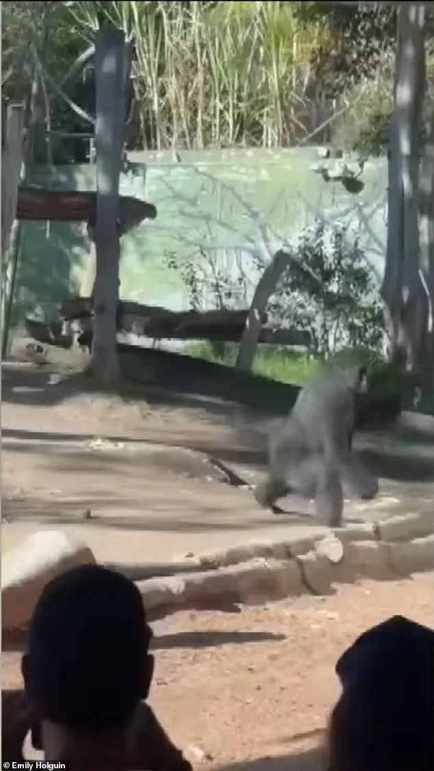Exclusive: Inside the San Diego Zoo's Secret Gorilla Incident