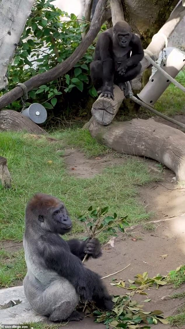 Exclusive: Inside the San Diego Zoo's Secret Gorilla Incident