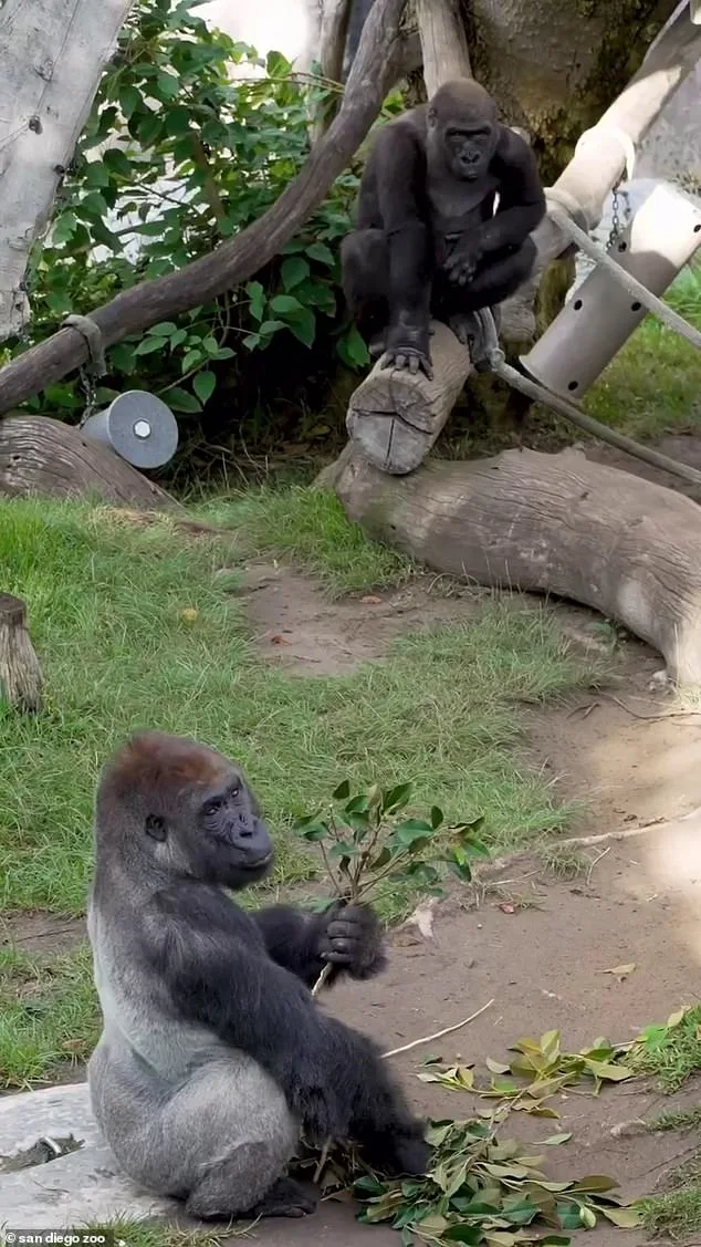 Exclusive: Inside the San Diego Zoo's Secret Gorilla Incident