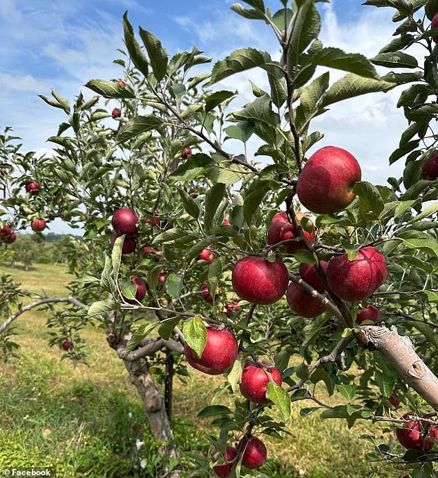 Exclusive: Lynd Fruit Farm's Viral Warning After Apples Theft Attempt