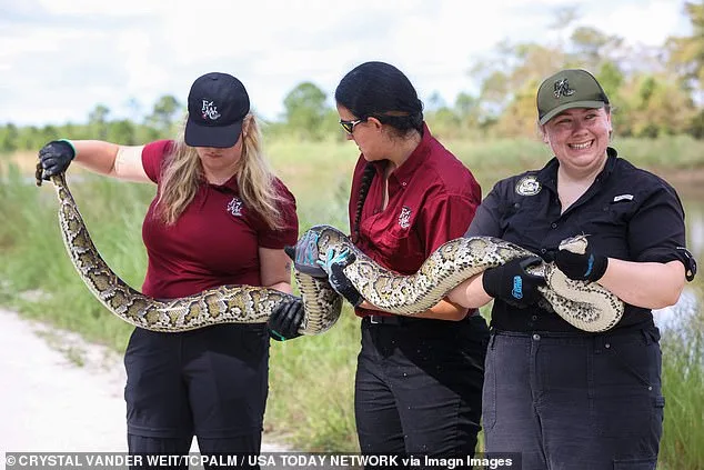 Florida Governor DeSantis Partners with Inversa to Transform Burmese Pythons into Luxury Accessories in Fight Against Invasive Species