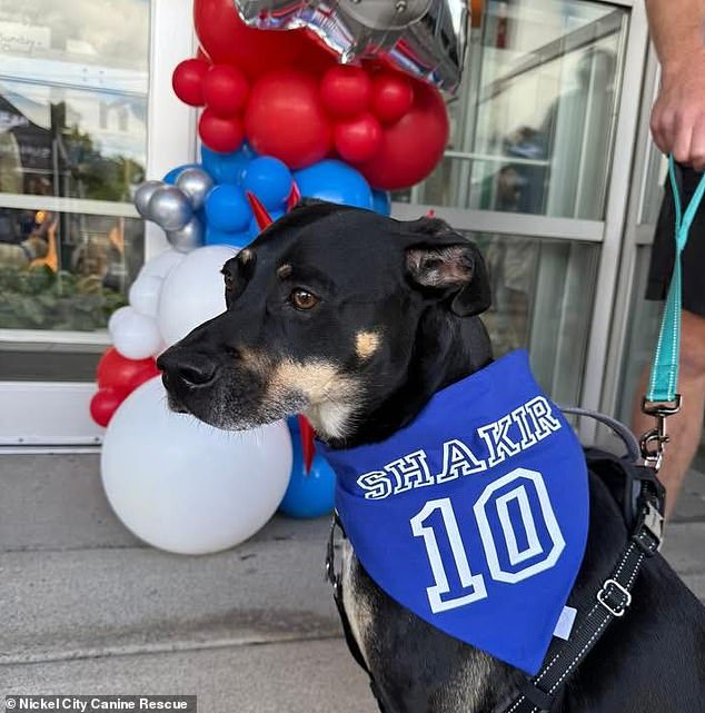 Late-Breaking: Khalil Shakir's Viral Rescue of 19 Dogs from Euthanasia Sparks Urgent Animal Welfare Call to Action