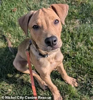 Late-Breaking: Khalil Shakir's Viral Rescue of 19 Dogs from Euthanasia Sparks Urgent Animal Welfare Call to Action