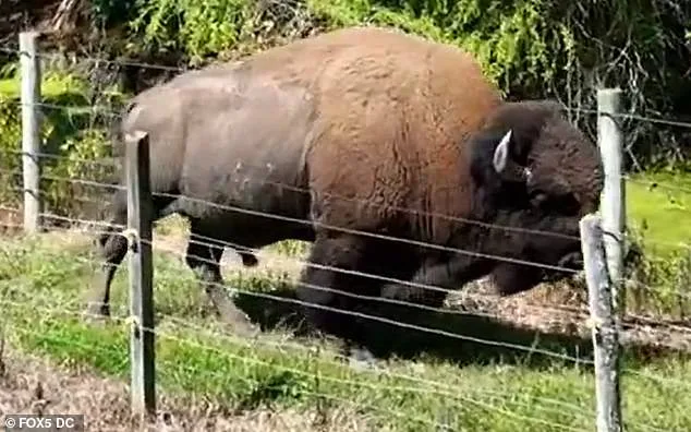 Peaceful Coexistence Disrupted: Hollywood Farmer's Buffalo Acts Violently After 43 Years of Harmony