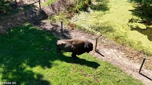 Peaceful Coexistence Disrupted: Hollywood Farmer's Buffalo Acts Violently After 43 Years of Harmony