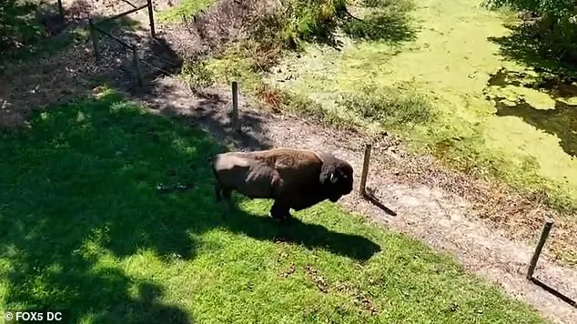 Peaceful Coexistence Disrupted: Hollywood Farmer's Buffalo Acts Violently After 43 Years of Harmony