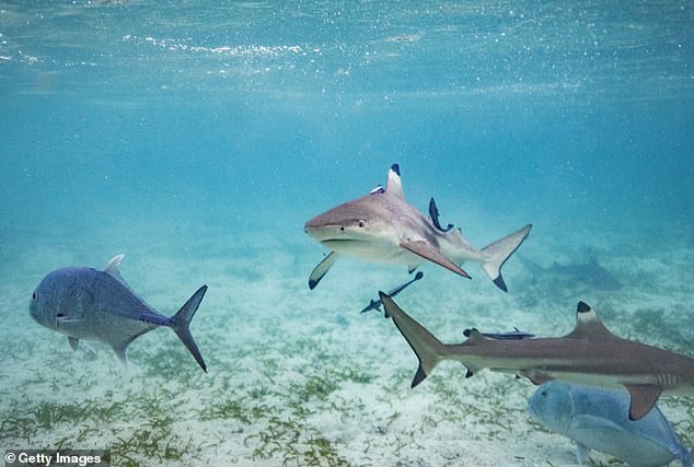 Race Against Time: Family and Dive Captain Save Boy After Shark Attack Near Florida Keys on Labor Day