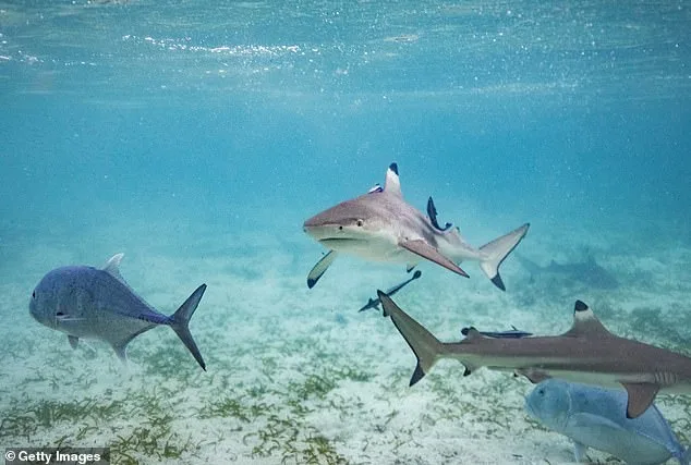 Race Against Time: Family and Dive Captain Save Boy After Shark Attack Near Florida Keys on Labor Day