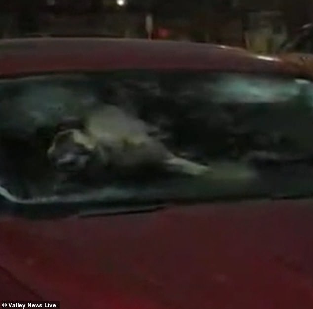 Two Dogs Left Unattended in Parked Car During Freezing Temperatures in Moorehead, Minnesota, as Resident Steps In