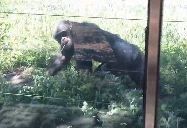 Urgent Update: Chimpanzee at Lanzhou Wildlife Park Shocks Public After Smoking Cigarette Thrown by Visitors on 4th October