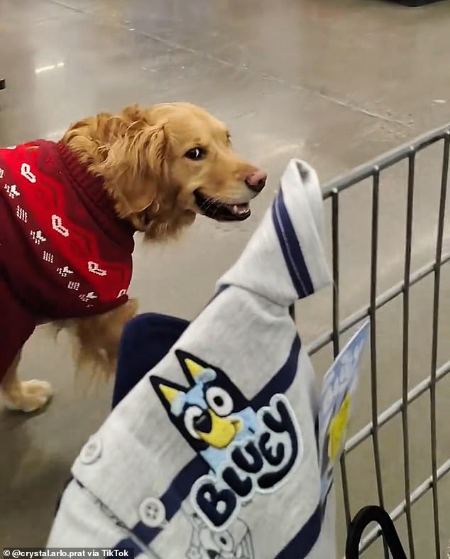 Albany Walmart Incident: Service Dog Owner Claims Harassment Amid ADA Dispute