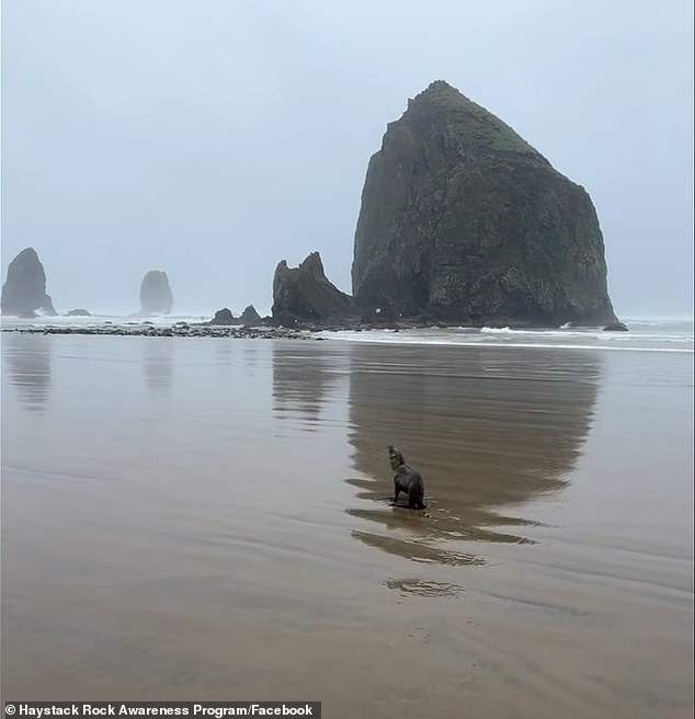 Baby Sea Lion Rescued on Cannon Beach as Authorities Urge Public to Stay Back