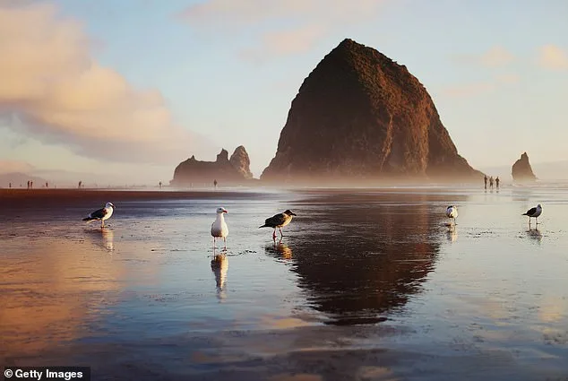 Baby Sea Lion Rescued on Cannon Beach as Authorities Urge Public to Stay Back