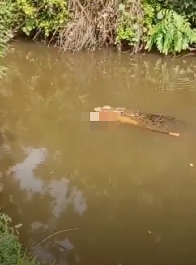 Crocodile Attack in Aceh Claims 35-Year-Old's Life, Body Found in Luan Boya River