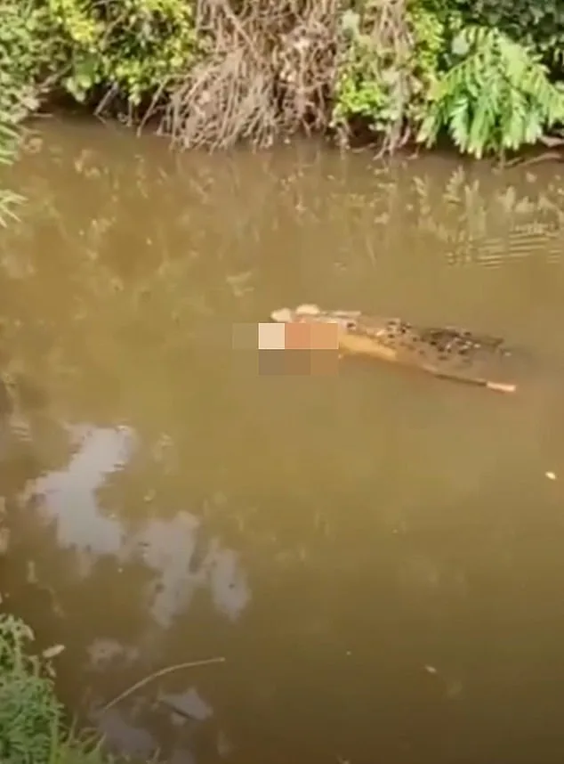 Crocodile Attack in Aceh Claims 35-Year-Old's Life, Body Found in Luan Boya River