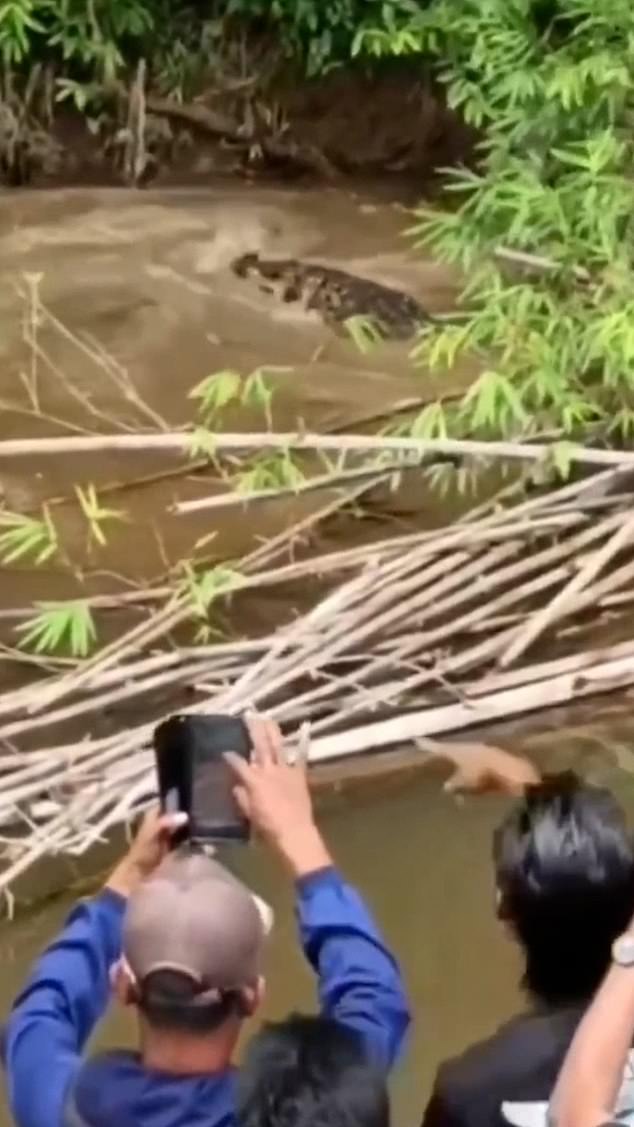 Crocodile Attack in Aceh Claims 35-Year-Old's Life, Body Found in Luan Boya River