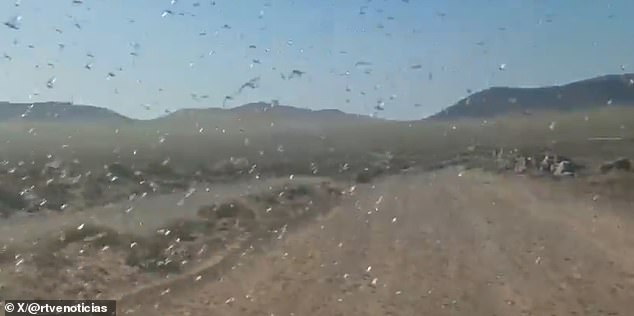 Locust Invasions Spark Concern in Canary Islands as Officials Calm Fears of Past Plague Resurgence