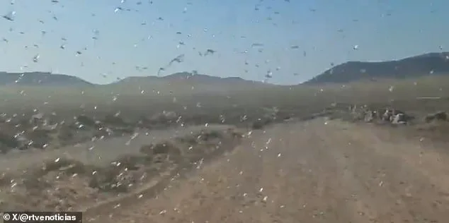 Locust Invasions Spark Concern in Canary Islands as Officials Calm Fears of Past Plague Resurgence