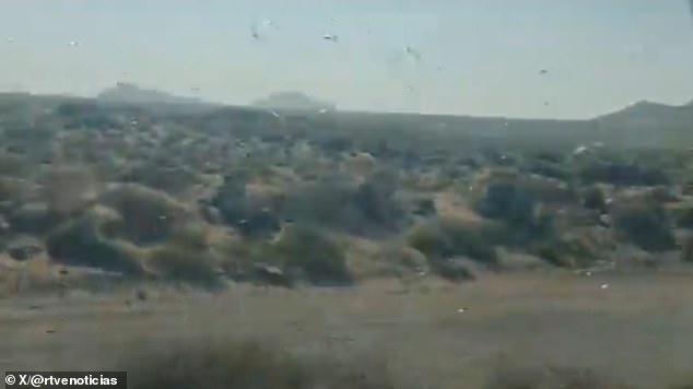 Locust Invasions Spark Concern in Canary Islands as Officials Calm Fears of Past Plague Resurgence