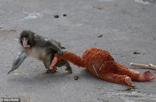 Punch: The Viral Baby Macaque Who Captivated the World