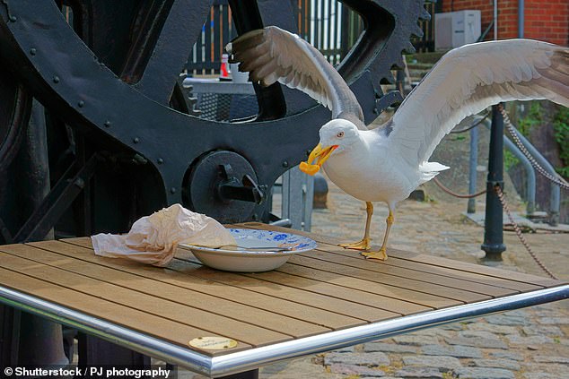 Seagull Decapitation on New Jersey Boardwalk Sparks Heated Debate Over Justice and Animal Welfare