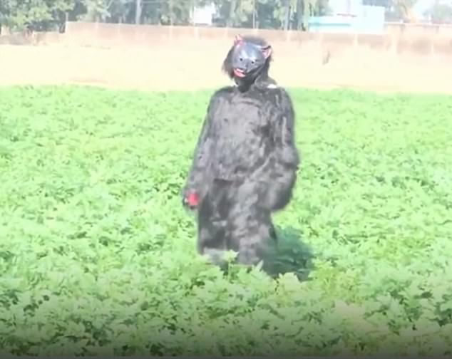 Desperate Farmers in India Turn to Bear Costumes to Deter Monkey Raids on Crops
