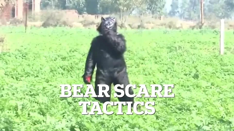 Desperate Farmers in India Turn to Bear Costumes to Deter Monkey Raids on Crops