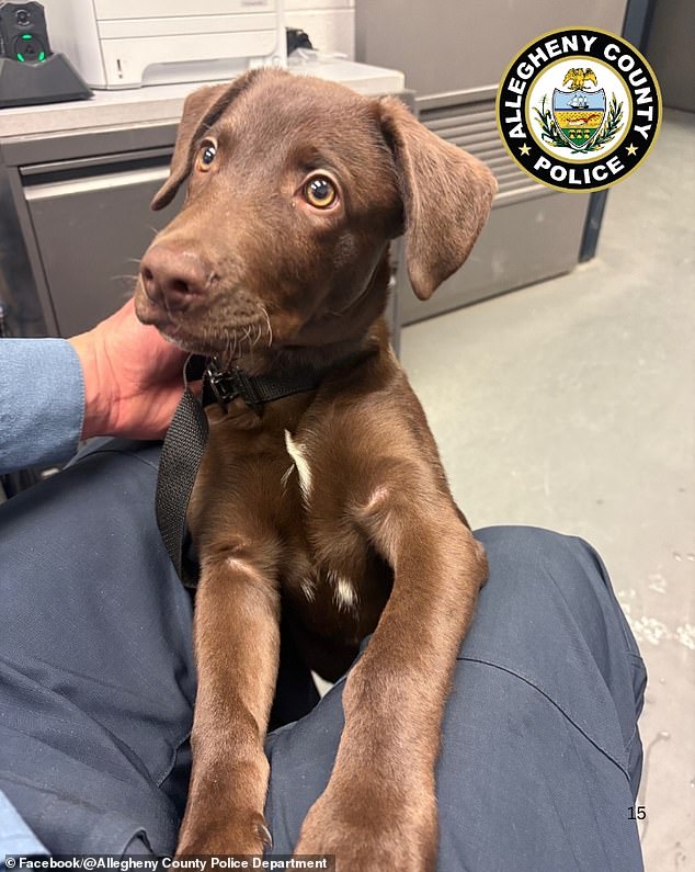 Lost Chocolate Labrador at Pittsburgh Airport Leads to Owner's Charges