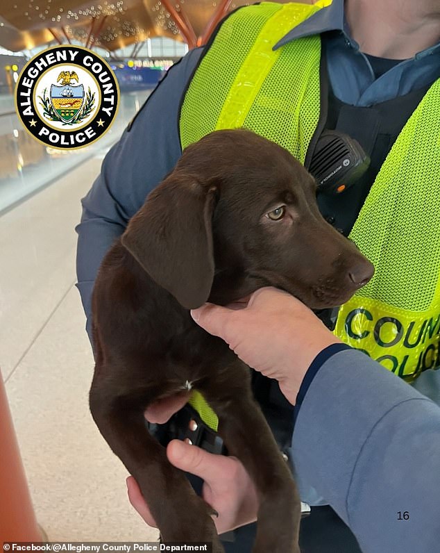 Lost Chocolate Labrador at Pittsburgh Airport Leads to Owner's Charges