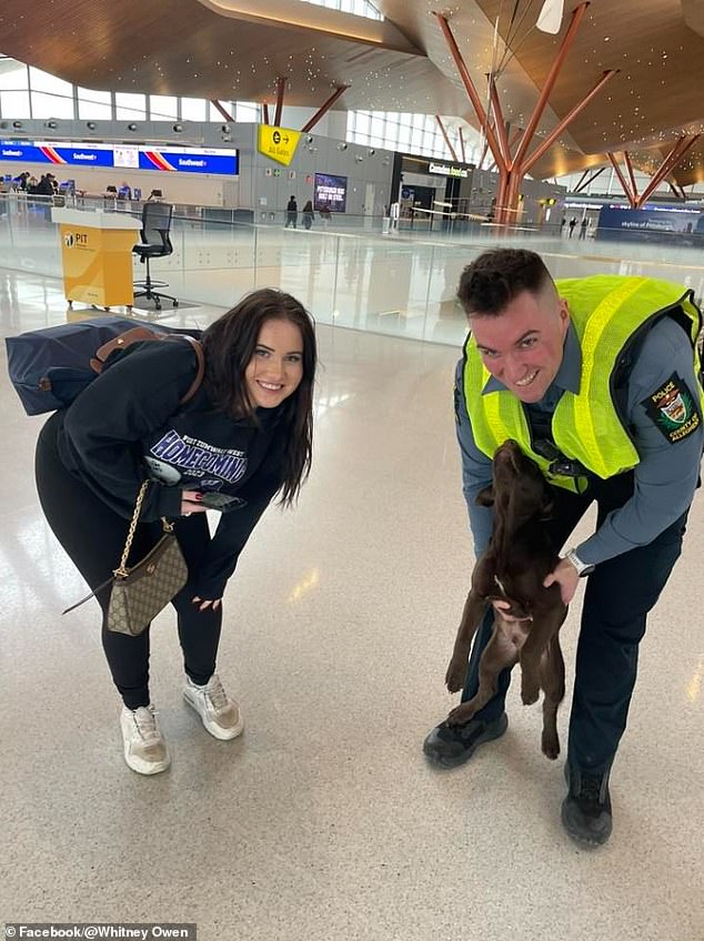 Lost Chocolate Labrador at Pittsburgh Airport Leads to Owner's Charges