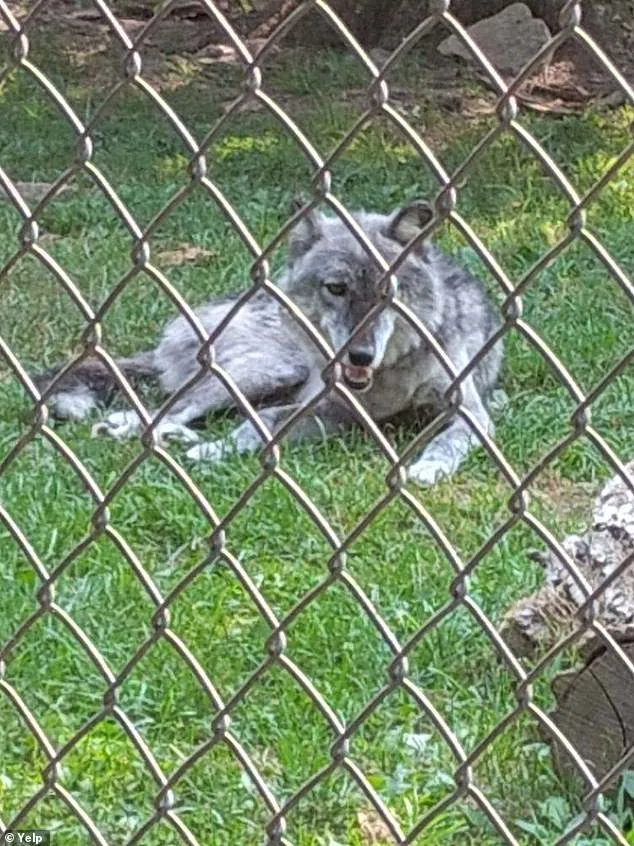 Toddler Injured by Wolf at Pennsylvania Zoo; Parents Distracted by Phones During Incident
