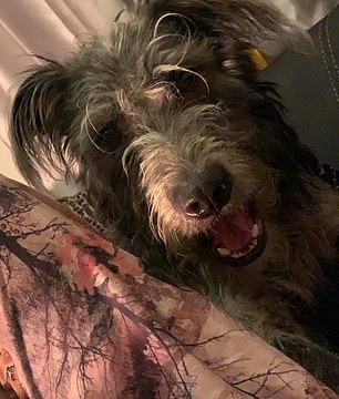 Dog Attacks: The Hidden Danger of 'Gentle' Breeds.