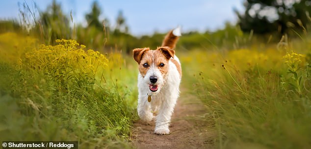 Dog Attacks: The Hidden Danger of 'Gentle' Breeds.